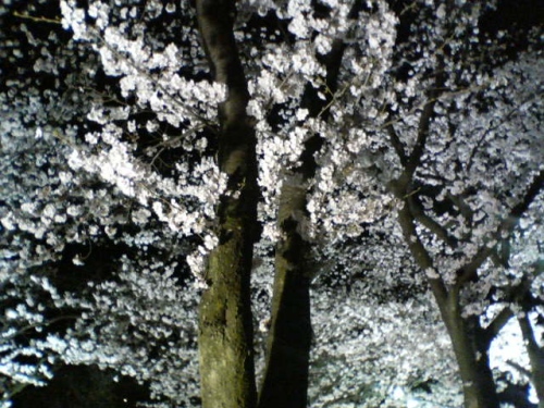 石和温泉夜桜